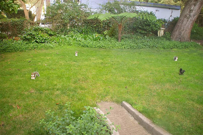 When You Open The Back Door And This Awaits You