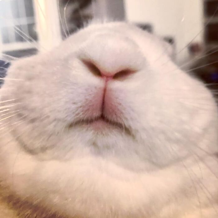 Photograph Of Our Carrot Overlord. H A I L C A P R I C A