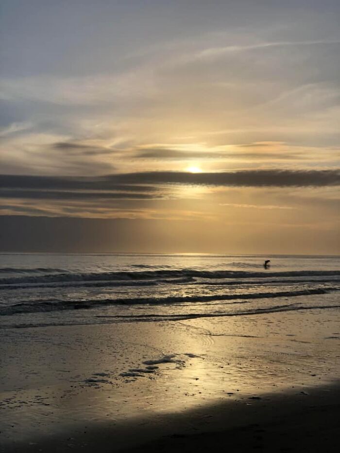 Trying To Take A Picture Of A Sunset While Being Photobombed By A Dolphin