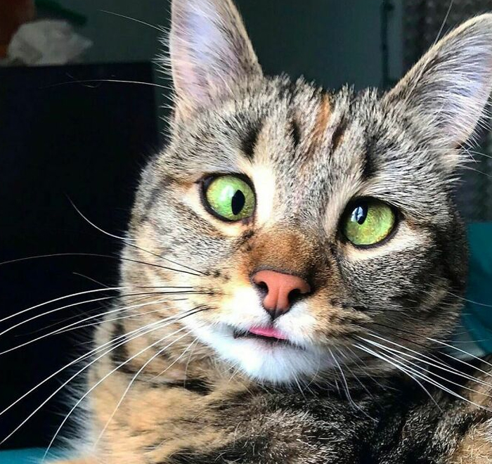 Rescuers Found “Crazy Eyes Olive” Malnourished And Covered In Tree Sap But Now She Has A Loving Home And Enjoys Life