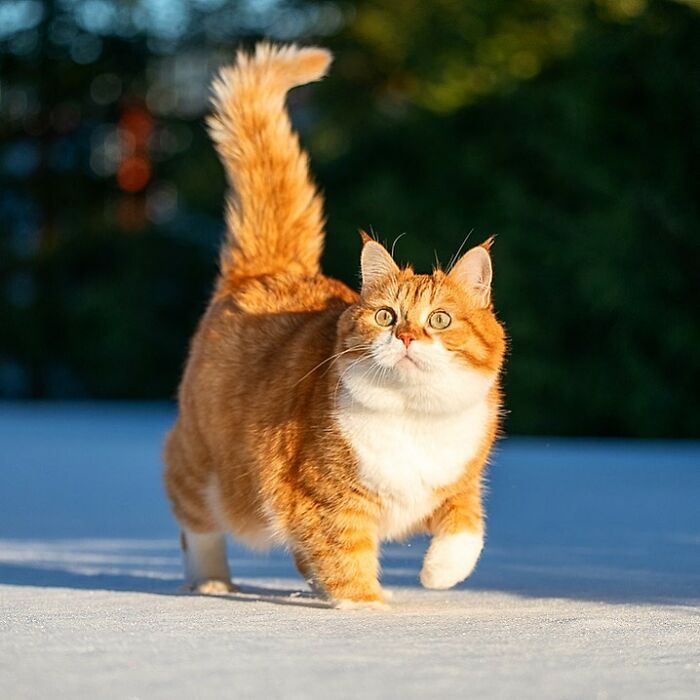 This Happy Chonk From Russia Loves Snow, And His Photos Are Adorable (27 Pics) This Happy Chonk From Russia Loves Snow, And His Photos Are Adorable (27 Pics)
