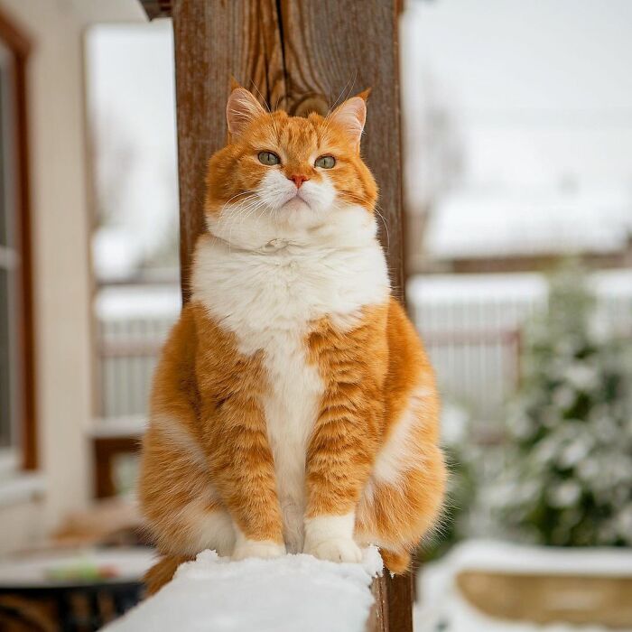 Ginger The Cat Is A Really Happy Chonk, And He Loves Snow (27 Pics) .