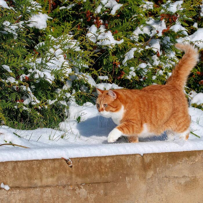 This Happy Chonk From Russia Loves Snow, And His Photos Are Adorable (27 Pics)