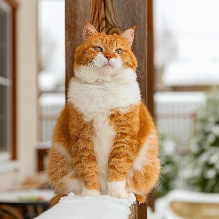 This Happy Chonk From Russia Loves Snow, And His Photos Are Adorable (27 Pics)