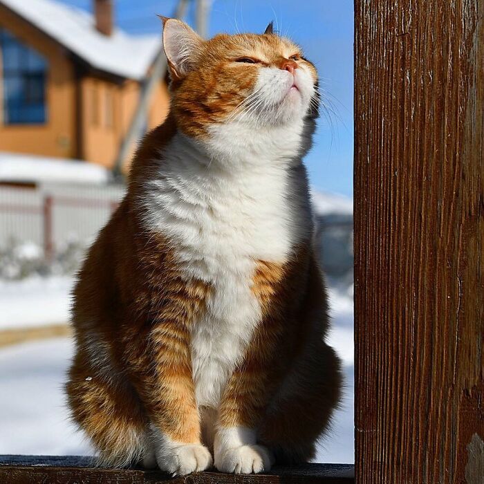 This Happy Chonk From Russia Loves Snow, And His Photos Are Adorable (27 Pics)