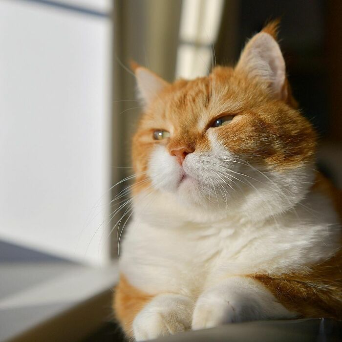 This Happy Chonk From Russia Loves Snow, And His Photos Are Adorable (27 Pics)