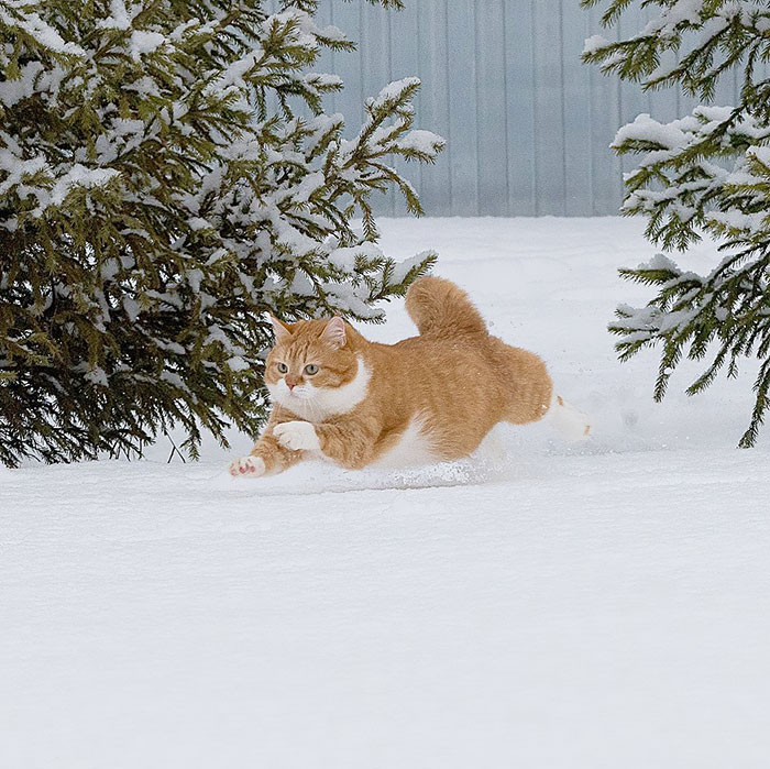 This Happy Chonk From Russia Loves Snow, And His Photos Are Adorable (27 Pics) This Happy Chonk From Russia Loves Snow, And His Photos Are Adorable (27 Pics)