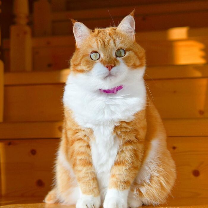 This Happy Chonk From Russia Loves Snow, And His Photos Are Adorable (27 Pics) This Happy Chonk From Russia Loves Snow, And His Photos Are Adorable (27 Pics)