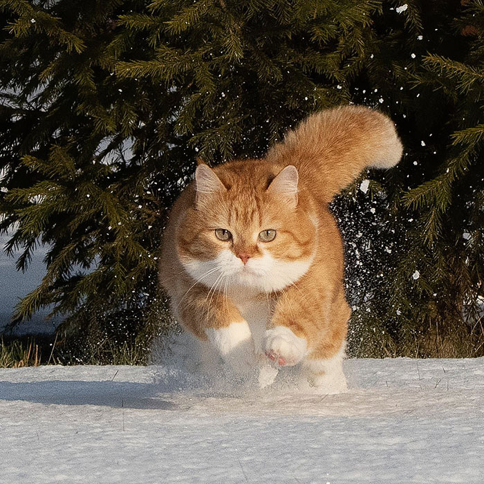 This Happy Chonk From Russia Loves Snow, And His Photos Are Adorable (27 Pics)