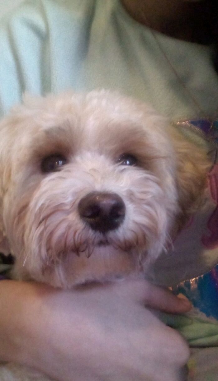 Bella! She's The Girl Who Got Me Over My Fear Of Dogs!