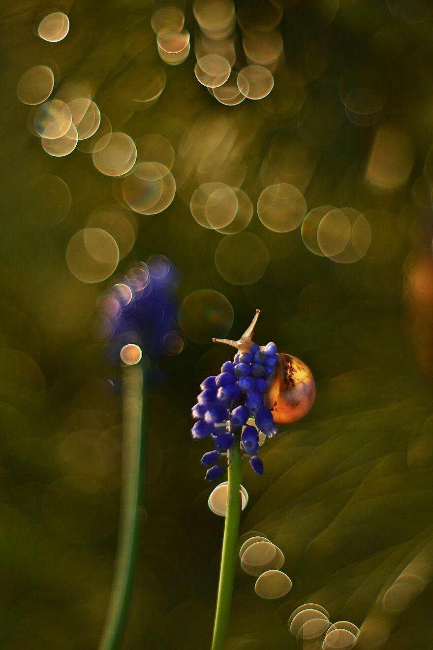 I Took Macro Pictures Of Snails In Bokeh (30 Pics)