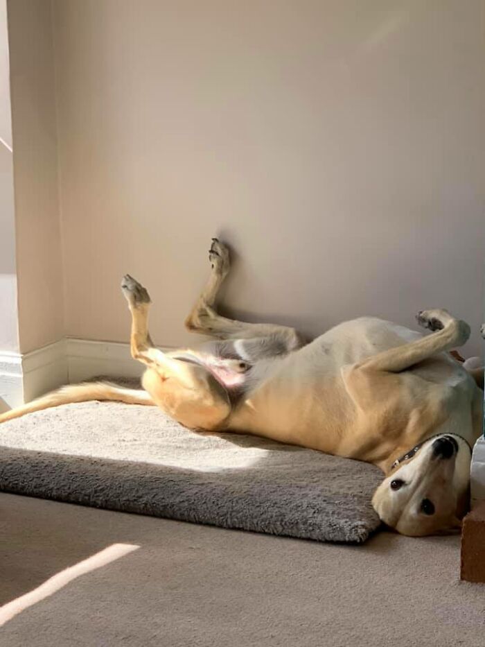 Injured Dog Owner Spends $400 On Vet For His Limping Dog Only To Find Out He Was Copying The Owner Out Of Sympathy Injured Dog Owner Spends $400 On Vet For His Limping Dog Only To Find Out He Was Copying The Owner Out Of Sympathy