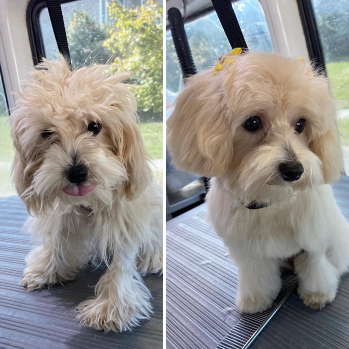 It Was This Little Girl’s First Time Being Groomed And She Was An Absolute Angel