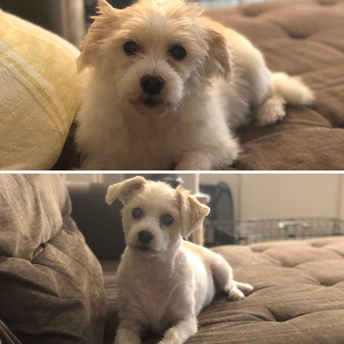 Gave My Ten-Year-Old Boy A Haircut And Now He Looks Like A Puppy Again
