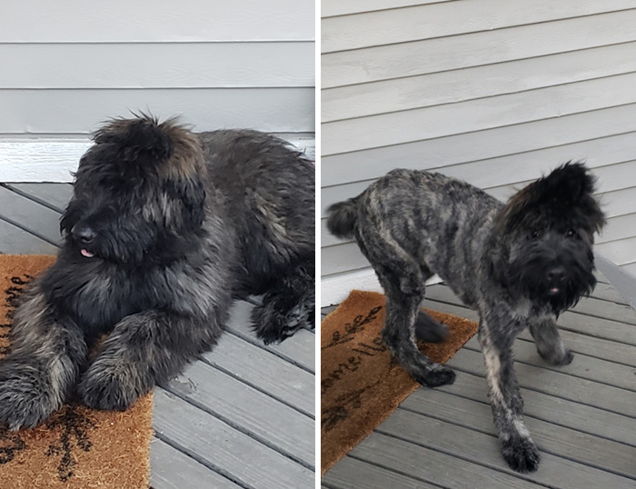 Our 5 Month Old Puppy Jason Got His First Haircut