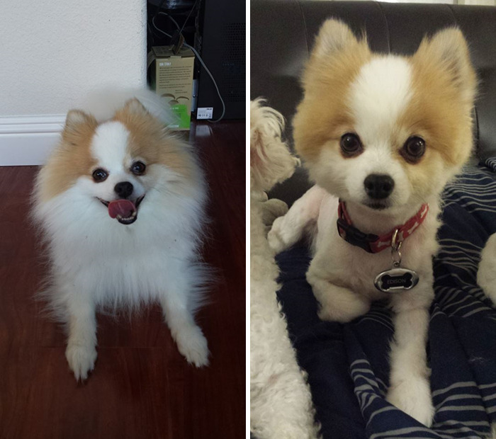 Derpy Dog Needed A Haircut, So I Gave Him One