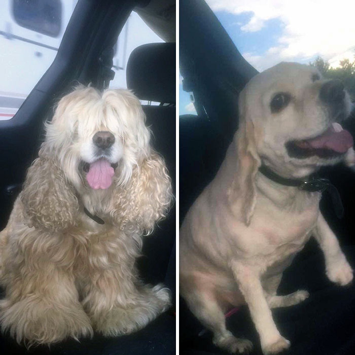 My Dog, Thor Got A Haircut For The Summer Heat. Looks Like A Totally Different Dog