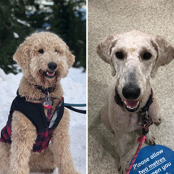 Our Pup Got A Haircut And We Are Still Doubting Ourselves If I Picked Up The Right Dog