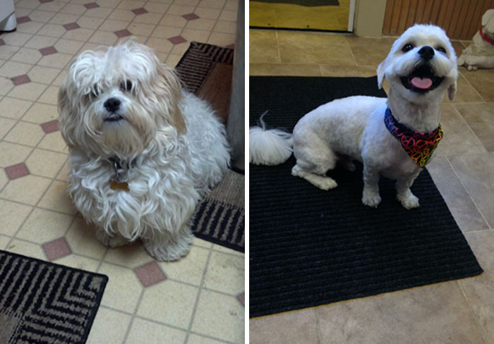 Gave Our Puppy His First Real Haircut. Wasn't Sure If We Brought Home The Right Dog Or Not