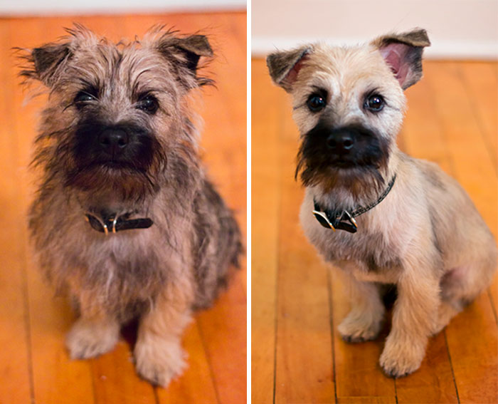 I Took My Puppy To Get Groomed This Morning. I Hope I Brought Back The Right Dog