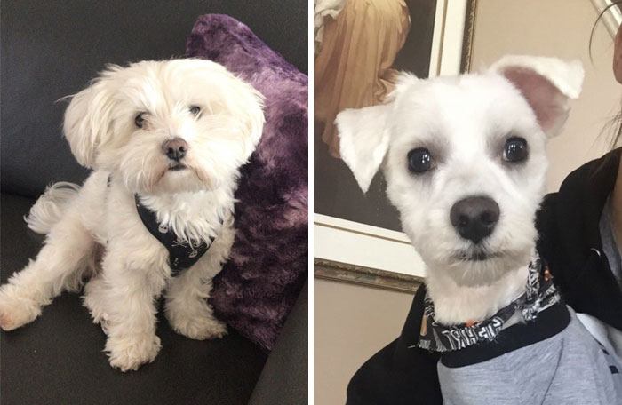 I Gave Them One Dog, They Returned Another. I Had To Put A Shirt On Him Cause He Was Self Conscious