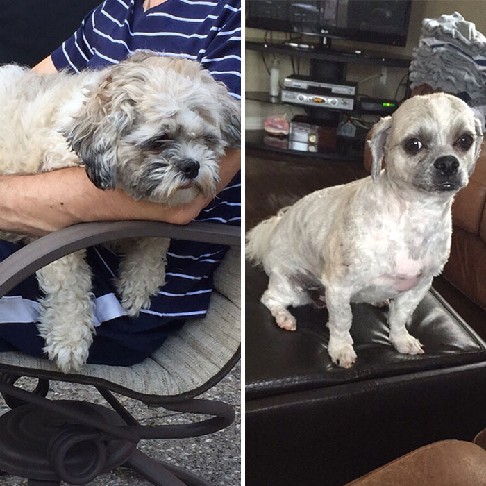 I Think The Groomer Gave Me The Wrong Dog