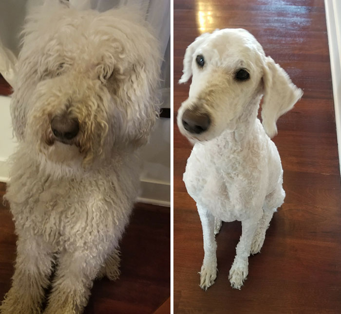 I Had To Cut His Hair. He Looks Like A Whole Different Dog