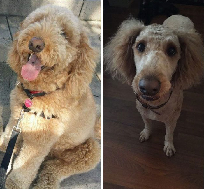 Took Otis To The Groomer. Still Not Convinced I Picked Up The Right Dog