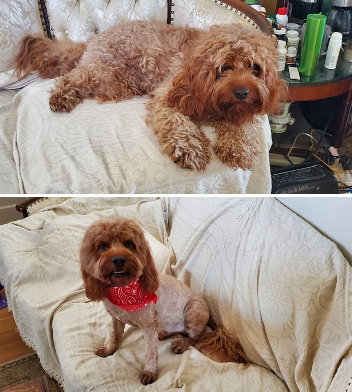 This Is What Happens When You Can't Get A Groomer For Over 6 Months. Poor Guy And His Matting Left Them No Choice