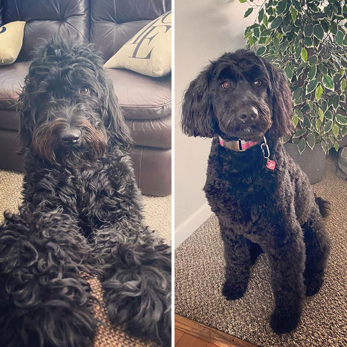 Is This The Same Dog?