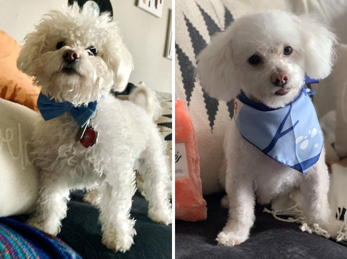 I Was Like I Took Jonathan Firulais And They Only Gave Me Back Firulais. I Wanted Him To Keep His Teddy Bear Cut And Just Be Reshaped. They Gave Me A Whole New Dog