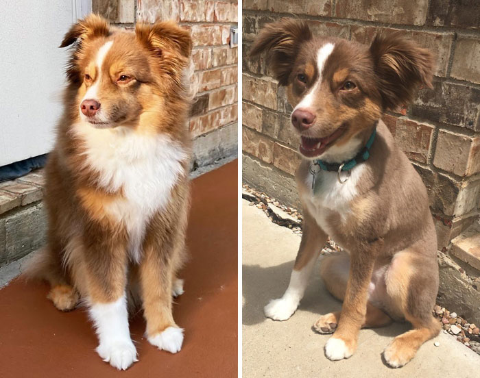 My Dog Got A Very Bad Haircut A Few Years Ago, We Never Took Her Back To Those Groomers Again. They Literally Shaved My Girl Bald