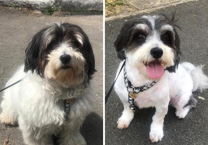 Finally Got An Appointment With The Groomer And Now Bob Has Been Dechonked