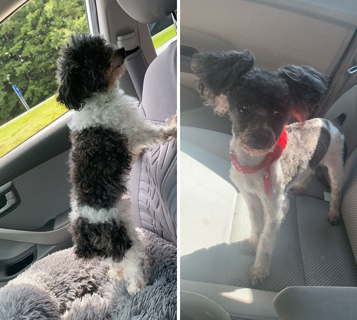 I Rather Keep Him Fluffy. They Cut His Fur Every Time