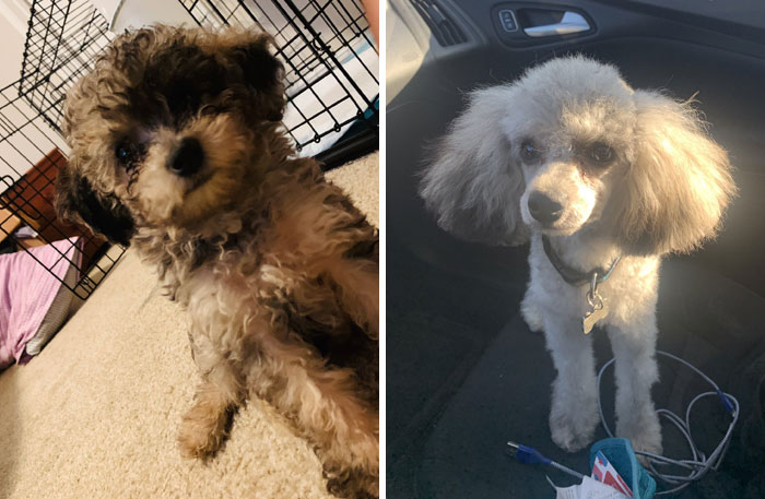 I'm Not Convinced It's The Same Dog