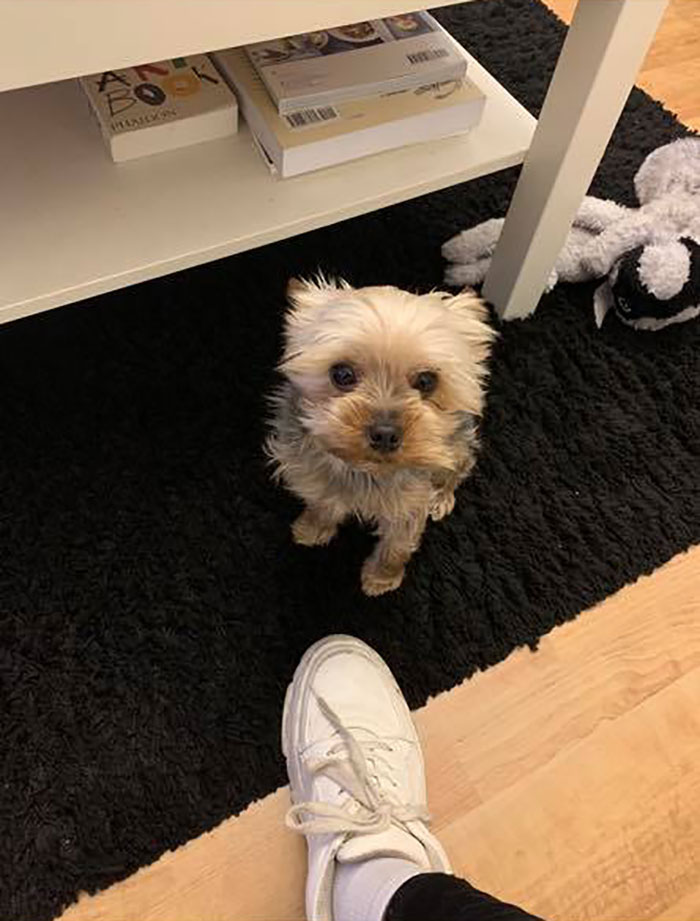 Dog-Pet-Model-Challenge-Facebook