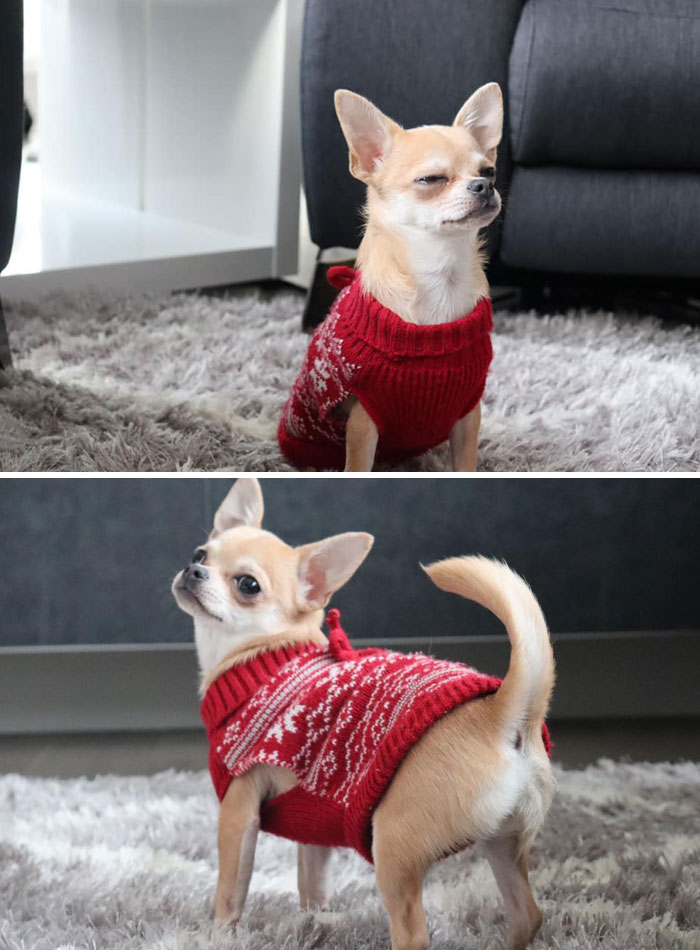 Dog-Pet-Model-Challenge-Facebook