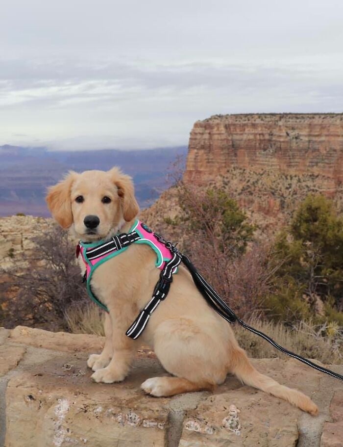 Dog-Pet-Model-Challenge-Facebook