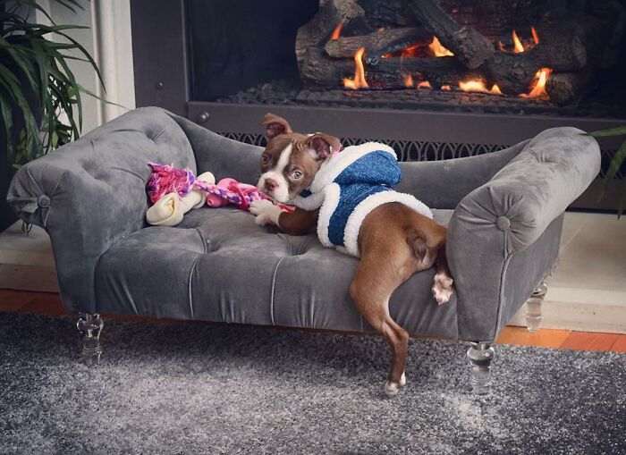 Dog-Pet-Model-Challenge-Facebook