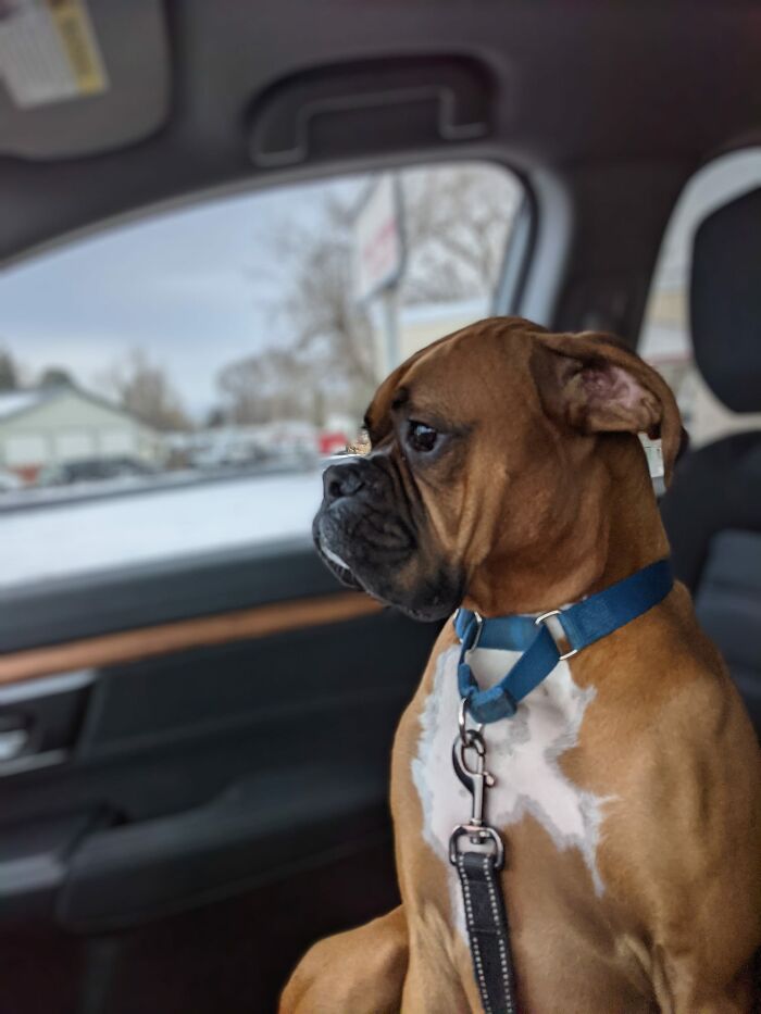 Dog-Pet-Model-Challenge-Facebook