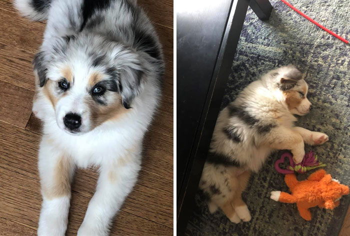 Dog-Pet-Model-Challenge-Facebook