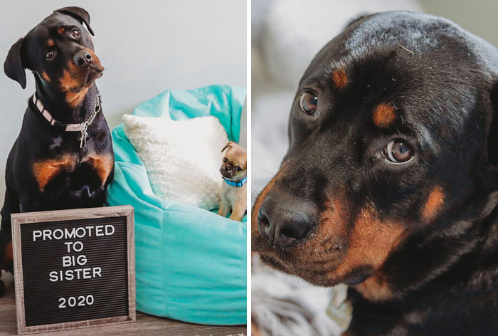 Dog-Pet-Model-Challenge-Facebook