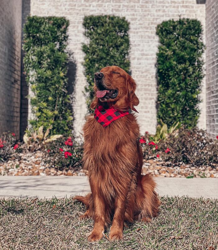 Dog-Pet-Model-Challenge-Facebook