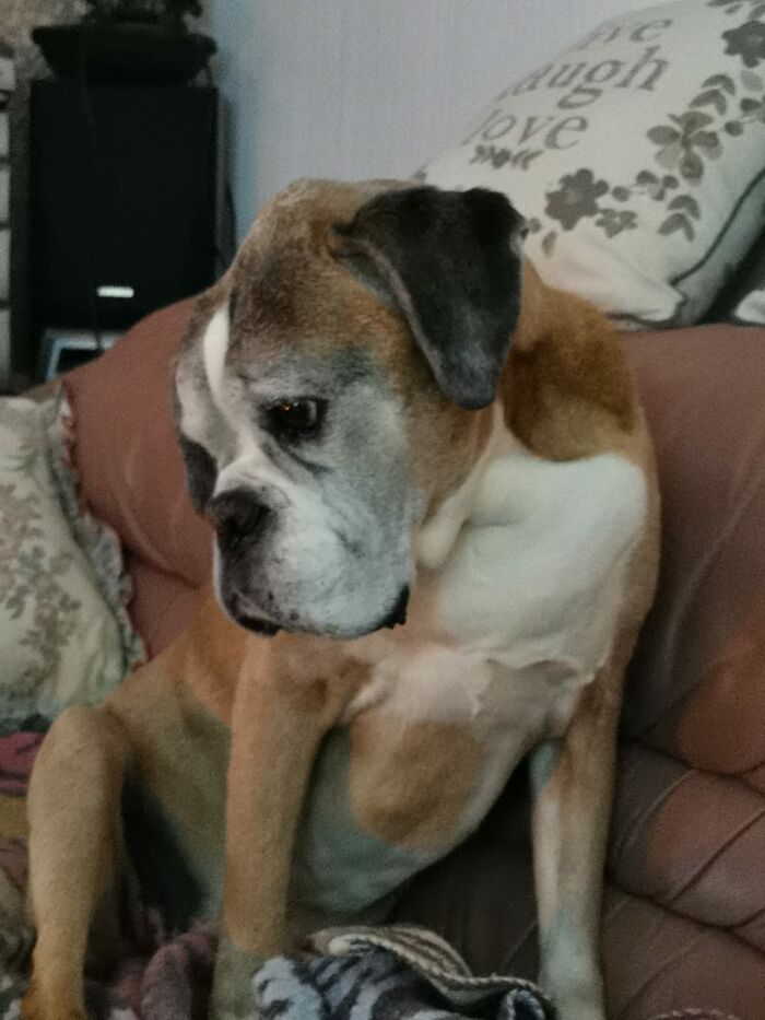 Dog-Pet-Model-Challenge-Facebook