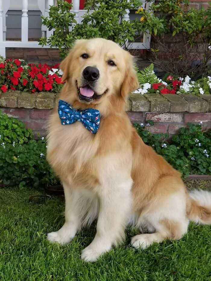 Dog-Pet-Model-Challenge-Facebook