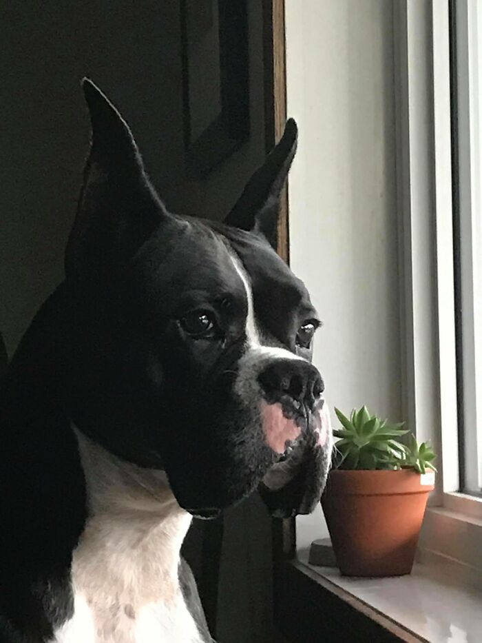 Dog-Pet-Model-Challenge-Facebook