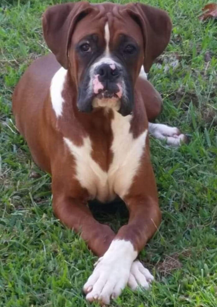 Dog-Pet-Model-Challenge-Facebook