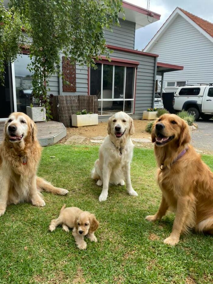 Dog-Pet-Model-Challenge-Facebook