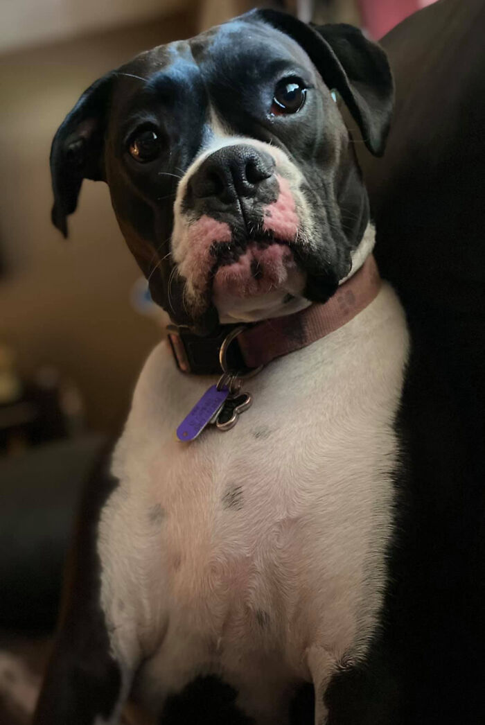 Dog-Pet-Model-Challenge-Facebook