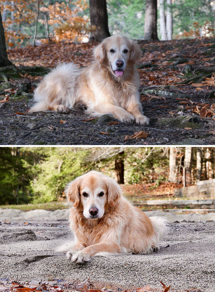 Dog-Pet-Model-Challenge-Facebook